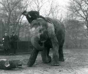 Naaras Aasiannorsu, Indianrani, siirtää puutavaraa runkollaan, kun hänen vartijansa istuu selällään ohjaten häntä ja kahta muuta ihmistä katselemassa, Lontoon eläintarha, 1925 tekijältä Frederick William Bond