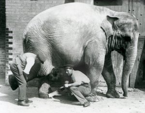 Naaras Aasiannorsu Sundermalah, jonka vartijat leikkaavat jalkansa Lontoon eläintarhassa, elokuu 1926 tekijältä Frederick William Bond