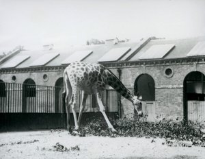 Naaraskirahvi, 