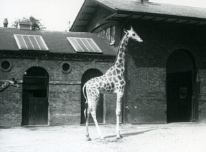 Naaraskirahvi, Maud, seisomassa aitauksessa Giraffe Housen ulkopuolella, Lontoon eläintarha, heinäkuu 1925 tekijältä Frederick William Bond