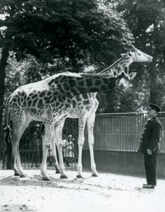 Naaraskirahvit Maud ja Maggie, pitäjä Ernie professori Bowman, Lontoon eläintarha, heinäkuu 1924 tekijältä Frederick William Bond