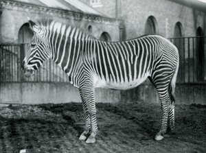 Naaras Grevys Zebra eli keisarillinen seepra, Jennie seisomassa aitauksessaan Lontoon eläintarhassa, 1927 tekijältä Frederick William Bond