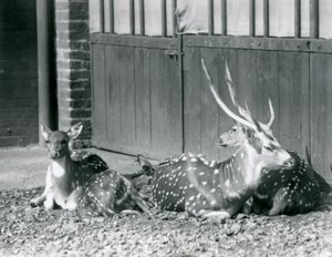 Four Axis Deer, mukaan lukien sarvet sisältävä bukki, Lontoon eläintarhassa vuonna 1924 tekijältä Frederick William Bond