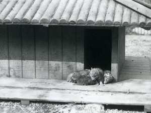 Neljä kojootinpentua lepäämässä luola-/puukennelinsä, Lontoon eläintarhan sisäänkäynnissä tekijältä Frederick William Bond