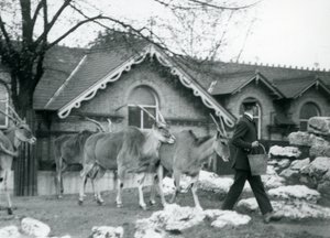Neljä elandia seuraa hoitajansa perässä ruokinta-aikana antilooppitalon ulkopuolella sijaitsevassa tarhassa, Lontoon eläintarha, kesäkuu 1925. tekijältä Frederick William Bond