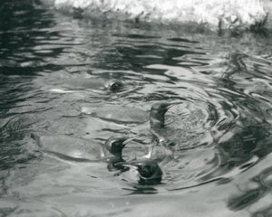 Neljä kuningaspingviiniä ui altaassaan Lontoon eläintarhassa kesäkuussa 1927. tekijältä Frederick William Bond