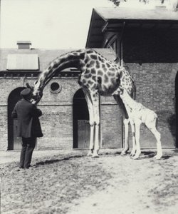 Kirahvi 3 päivän ikäisen vauvan ja hoitajan kanssa Lontoon eläintarhassa, 1914 tekijältä Frederick William Bond