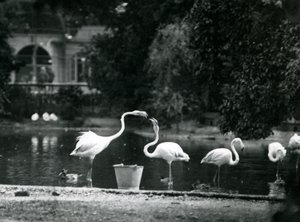 Suurflamingot järvellään Lontoon eläintarhassa vuonna 1924 tekijältä Frederick William Bond