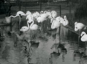 Flamingoja lammella Lontoon eläintarhassa, 1926. tekijältä Frederick William Bond