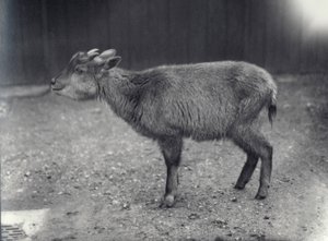 Himalajan goral Lontoon eläintarhassa, 1914. tekijältä Frederick William Bond