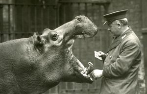 Hippopotamus Bobbie ja hoitaja Ernie Bowman, Lontoon eläintarha, 1927. tekijältä Frederick William Bond