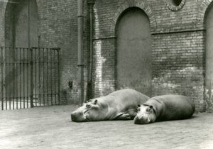 Hippopotamukset Bobbie ja Joan Lontoon eläintarhassa, heinäkuu 1923 (bw-kuva). tekijältä Frederick William Bond