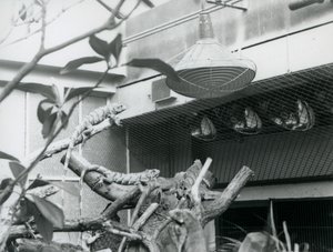 Iguaanit paistattelemassa oksilla, nauttimassa keinotekoisesta auringonvalosta aitauksessaan, Lontoon eläintarha, elokuu 1928 (m/v kuva) tekijältä Frederick William Bond