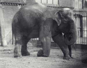 Intiaanielefantti, Assam Lukhi, polvistumassa vartijan kanssa Lontoon eläintarhassa, huhtikuu 1914 tekijältä Frederick William Bond