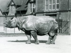 Intian sarvikuono Felix seisoo karsinassaan Lontoon eläintarhassa, 1927. tekijältä Frederick William Bond