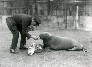 Vartija, Arthur Chandler, ruokkimassa kaloja nuorelle mursulle Lontoon eläintarhassa, 1924 tekijältä Frederick William Bond