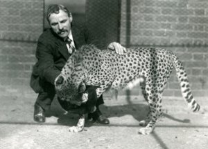 Vartija Charles Dixon leikkisän gepardin kanssa Lontoon eläintarhassa lokakuussa 1922 tekijältä Frederick William Bond