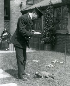 Keeper Collins nurmikolla Lontoon eläintarhassa pilvisen kallio-iguaanin kyydissä, Lontoon eläintarha, 1924 tekijältä Frederick William Bond