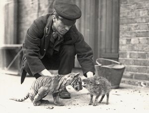 Eläintenhoitaja H. Warwick tiikerinpennun ja pekarion kanssa, otettu ZSL:n Lontoon eläintarhassa toukokuussa 1914. tekijältä Frederick William Bond