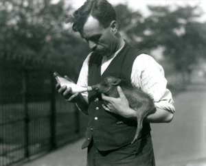 Vartija Harry Warwick -pullo ruokkii Warthog-vauvaa Lontoon eläintarhassa elokuussa 1922 tekijältä Frederick William Bond
