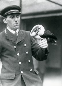 Vartija, Thomas Raggett, pitelee punanokkatukaania muna suussa Lontoon eläintarhassa vuonna 1924 tekijältä Frederick William Bond