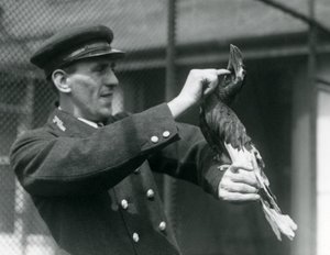 Vartija, Thomas Raggett, silitti suurta intiaanisarvinokkaa sen laskun alla Lontoon eläintarhassa, 1924 tekijältä Frederick William Bond