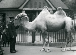 Keeper W. Styles baktrian kamelin kanssa Lontoon eläintarhan laamatalon ulkopuolella, heinäkuu 1914 tekijältä Frederick William Bond