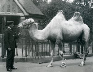 Keeper W. Styles baktrian kamelin kanssa Lontoon eläintarhan laamatalon ulkopuolella, heinäkuu 1914 tekijältä Frederick William Bond