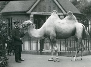 Keeper W. Styles baktrian kamelin kanssa Lontoon eläintarhan laamatalon ulkopuolella, heinäkuu 1914 tekijältä Frederick William Bond