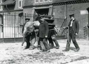 Vartijat Jack Milbourne, H Robertson ja Thomas kouluttavat nuorta Aasiannorsua Lontoon eläintarhassa toukokuussa 1922 (bw kuva) tekijältä Frederick William Bond