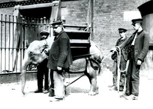Vartijat Jack Milbourne, H Robertson ja Thomas kouluttavat nuorta Aasiannorsua Lontoon eläintarhassa toukokuussa 1922 (bw kuva) tekijältä Frederick William Bond