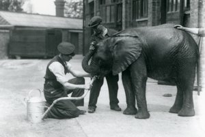 Vartijat auttavat nuorta urospuolista afrikkalaista elefanttia Kiberengeä juomaan kastelukannuun kiinnitetystä letkusta, Lontoon eläintarha, heinäkuu 1924 tekijältä Frederick William Bond