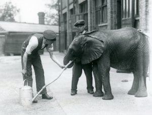 Vartijat auttavat nuorta urospuolista afrikkalaista elefanttia Kiberengeä juomaan kastelukannuun kiinnitetystä letkusta, Lontoon eläintarha, heinäkuu 1924 tekijältä Frederick William Bond