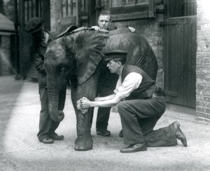 Vartijat öljyämässä nuoren urospuolisen afrikkalaisen norsun ihoa, Kiberenge, Lontoon eläintarha, heinäkuu 1924 tekijältä Frederick William Bond