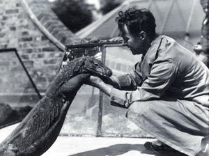 Komodon lohikäärme Sumbawa ja vartija H. Alec Budd, 1928 tekijältä Frederick William Bond