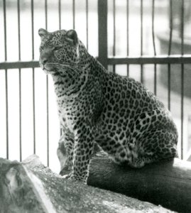 Leopard Rex istuu puun päällä aitassaan Lontoon eläintarhassa kesäkuussa 1925 tekijältä Frederick William Bond