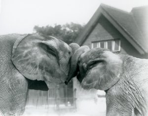 Urospuolinen afrikanelefantti Kiberenge ja naaraspuolinen afrikanelefantti Hango tervehtivät toisiaan solmimalla rungot yhteen Lontoon eläintarhassa lokakuussa 1927. Kiberengen oli lahjoittanut Lontoon eläintarhaan hänen ylhäisyytensä Sir Horace Byatt. tekijältä Frederick William Bond