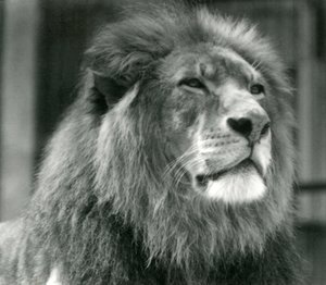 Urosleijona Kuja Lontoon eläintarhassa elokuussa 1924 tekijältä Frederick William Bond