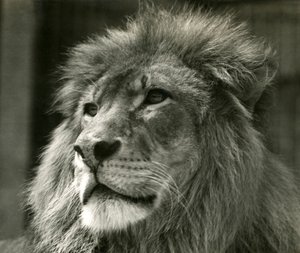 Urosleijona Kuja Lontoon eläintarhassa elokuussa 1924