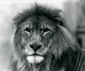 Urosleijona Kuja Lontoon eläintarhassa tammikuussa 1925 tekijältä Frederick William Bond