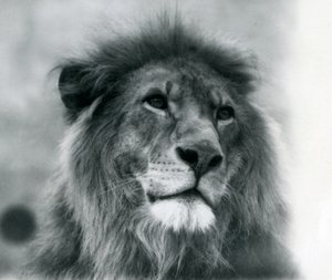 Urosleijona Kuja Lontoon eläintarhassa tammikuussa 1925 tekijältä Frederick William Bond