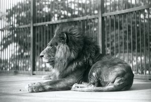 Toto-urosleijona makaa aitauksessaan Lontoon eläintarhassa syyskuussa 1927. tekijältä Frederick William Bond