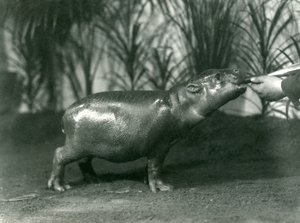 Percy, nuori Pygmy Virtahepo, jota ruokitaan käsin Lontoon eläintarhassa marraskuussa 1923 (bw kuva) tekijältä Frederick William Bond