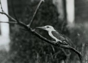 Haikaranokka-jääskeläinen lepää oksalla, tämä alalaji on kotoisin Sulu saaristosta Filippiineiltä, Lontoon eläintarha. tekijältä Frederick William Bond