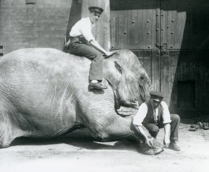 Sundermalah leikkii etujalkaansa viilalla, kun toinen istuu hänen selässään, Lontoon eläintarha, elokuu 1926 tekijältä Frederick William Bond