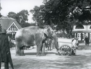 Syed Ali ratsastaa Indiarani-kärryn selässä, Lontoon eläintarha, lokakuu 1925. tekijältä Frederick William Bond