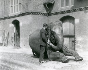 Syed Ali kouluttaa Indiarania Lontoon eläintarhan norsutalon edessä elokuussa 1923 (svetokuvassa). tekijältä Frederick William Bond