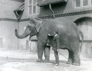 Syed Ali kouluttaa Indiarania Lontoon eläintarhan norsutalon edessä elokuussa 1923 (svetokuvassa). tekijältä Frederick William Bond