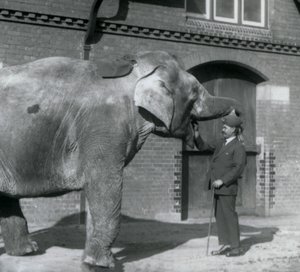 Syed Ali kouluttaa Indiarania Lontoon eläintarhan elefanttitalon edessä lokakuussa 1925. tekijältä Frederick William Bond