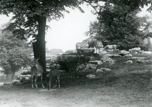 ElandAntelope Paddock Lontoon eläintarhassa vuonna 1924 tekijältä Frederick William Bond